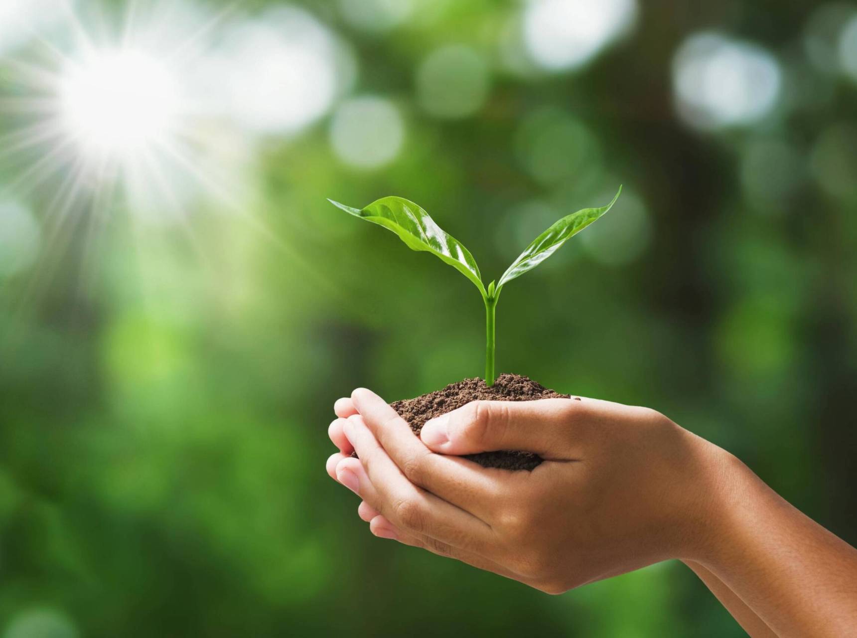 plant-on-blur-green-nature